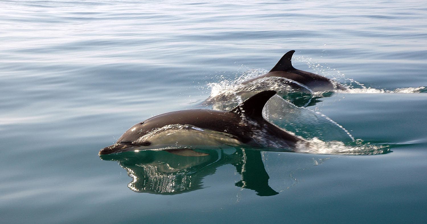 Wildlife & Water Activities with Nazaré Water Fun