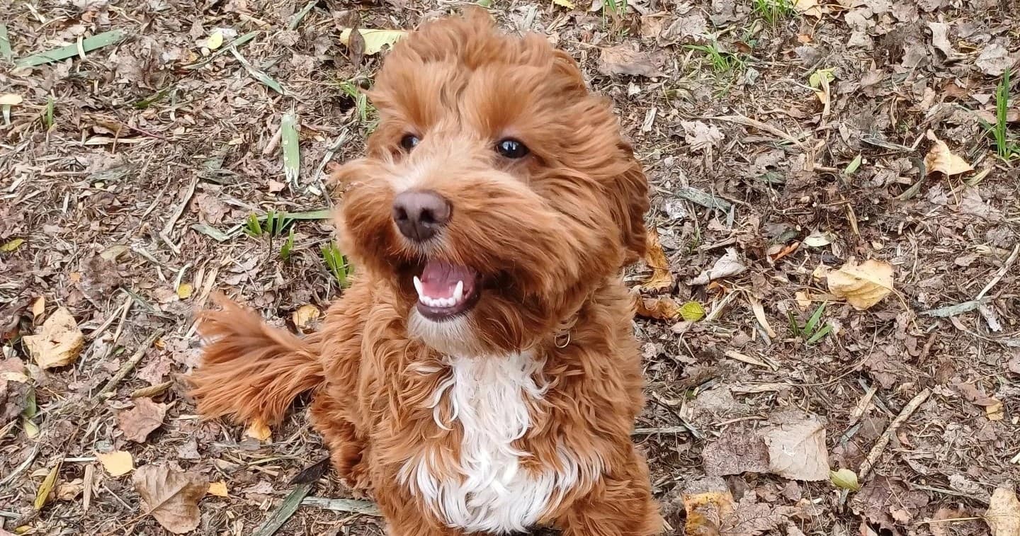 Happy brown cockapoo puppy on leaf-strewn trail outdoors