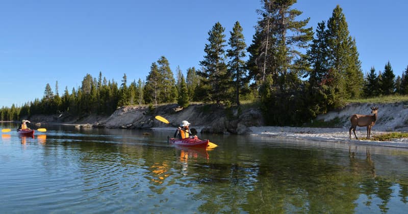 Kayakers paddling near forested shore with elk sighting