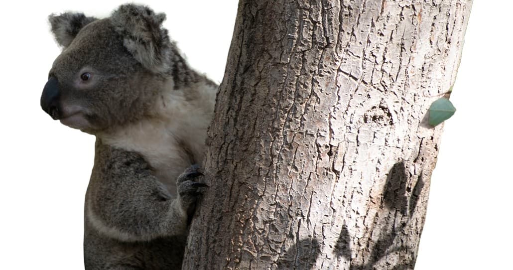 Wildlife & Family Adventures at Canberra Zoo