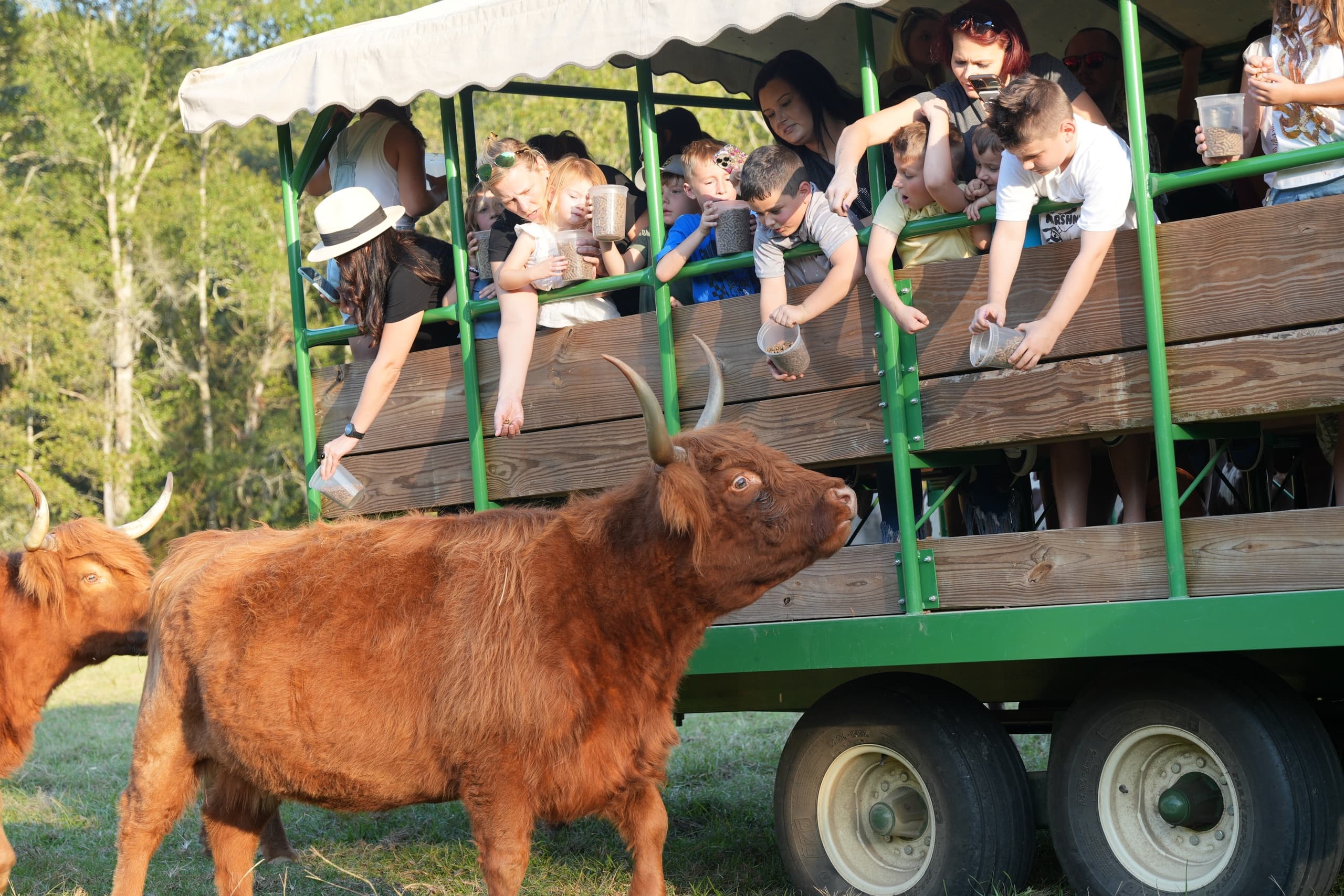 Farm hayride with guests feeding cattle on rural pasture tour