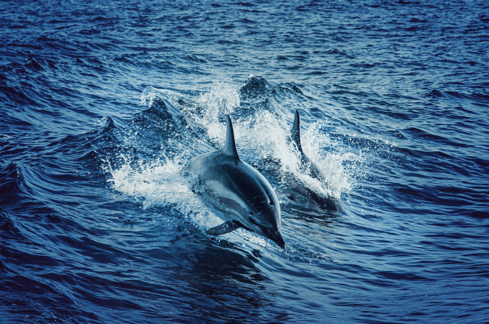 Snorkeling with Dolphins in the Gulf of Mexico: A Family Adventure in Naples, Florida