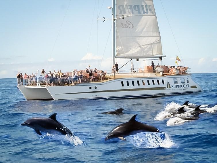 Avistamiento de Delfines y Ballenas en Gran Canaria, Puerto Rico