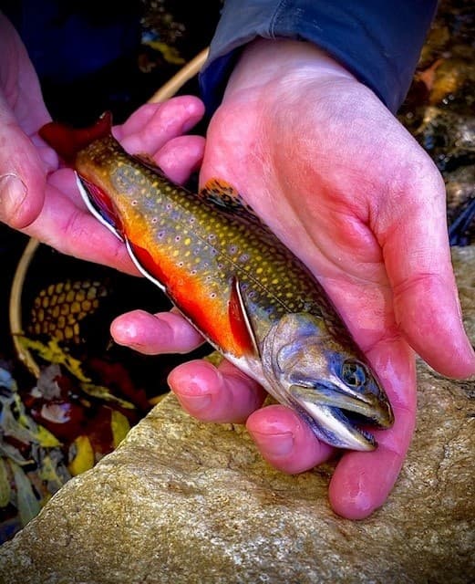 Backcountry Trip: Appalachian Fly Fishing for Wild Trout near Hendersonville