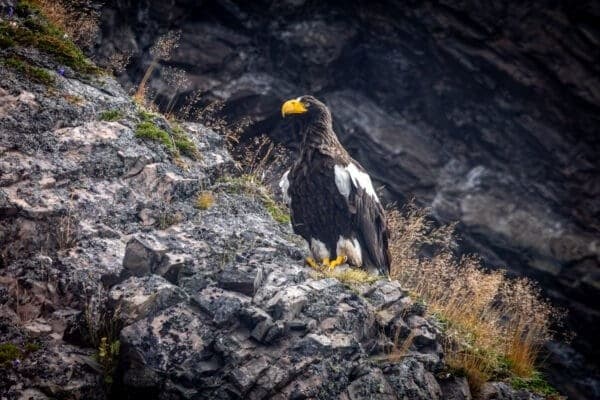 Chasing a Stellar’s Sea Eagle: Private Day Tour from St. John’s, Newfoundland photo 3