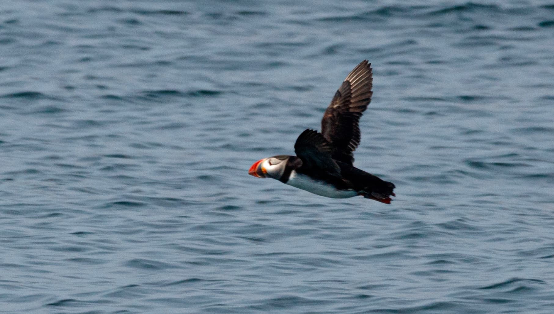 Birding Adventure in Ellsworth, Maine