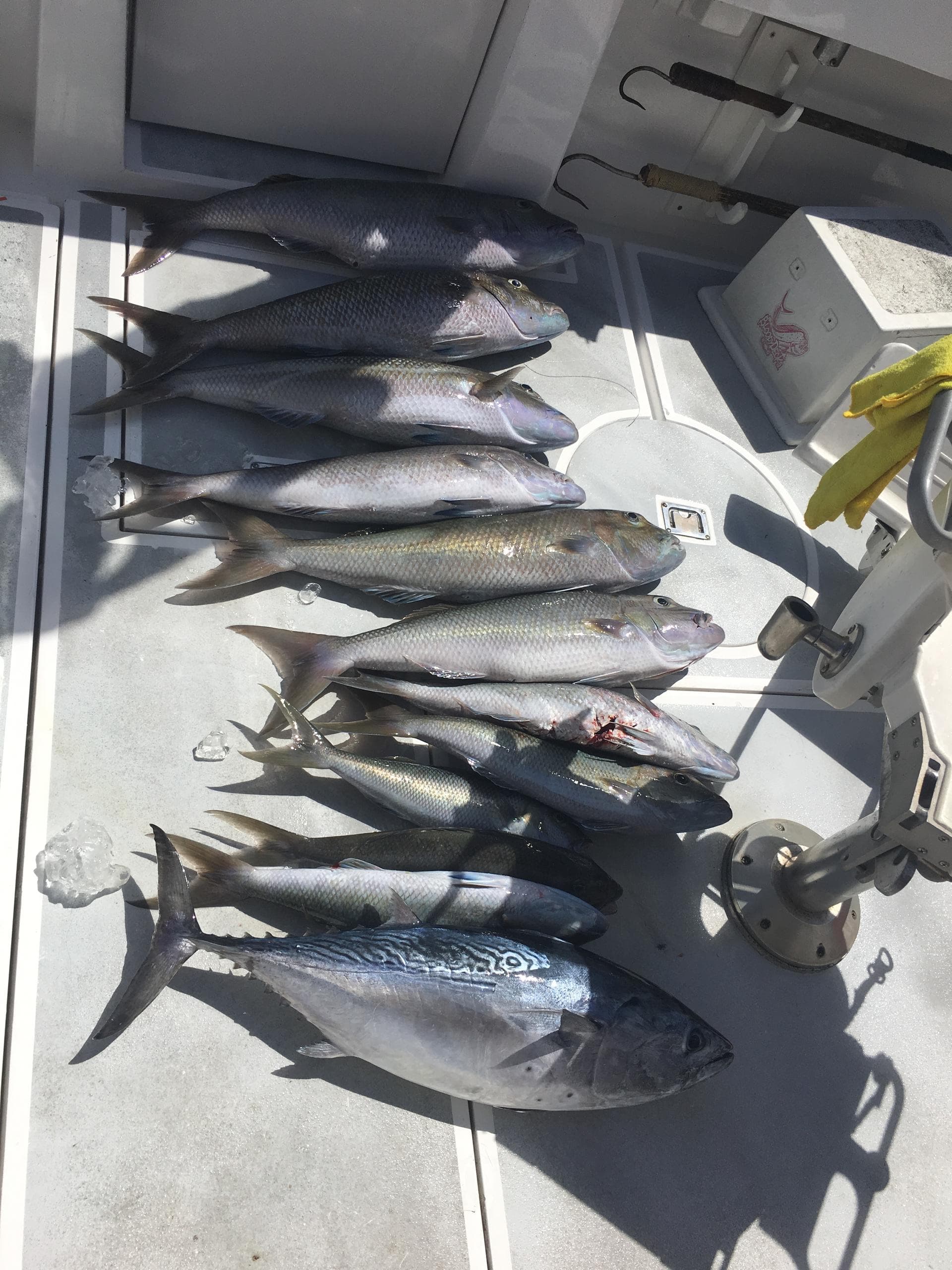 Assorted tuna and pelagic fish laid out on boat deck after fishing