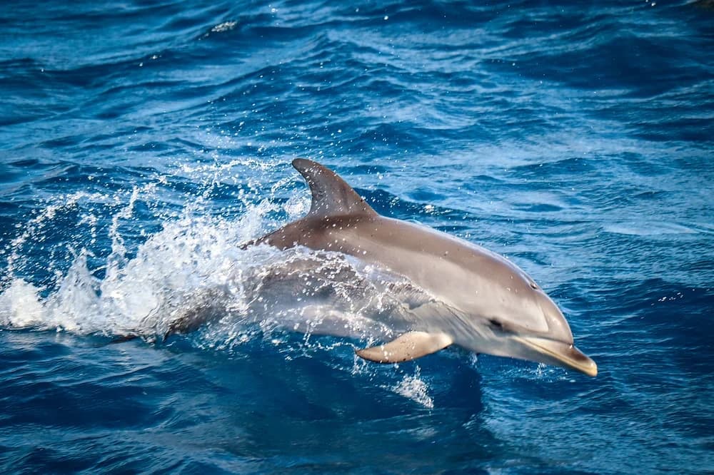 Dolphin Tour Adventure with Atrakcje Fuerteventura