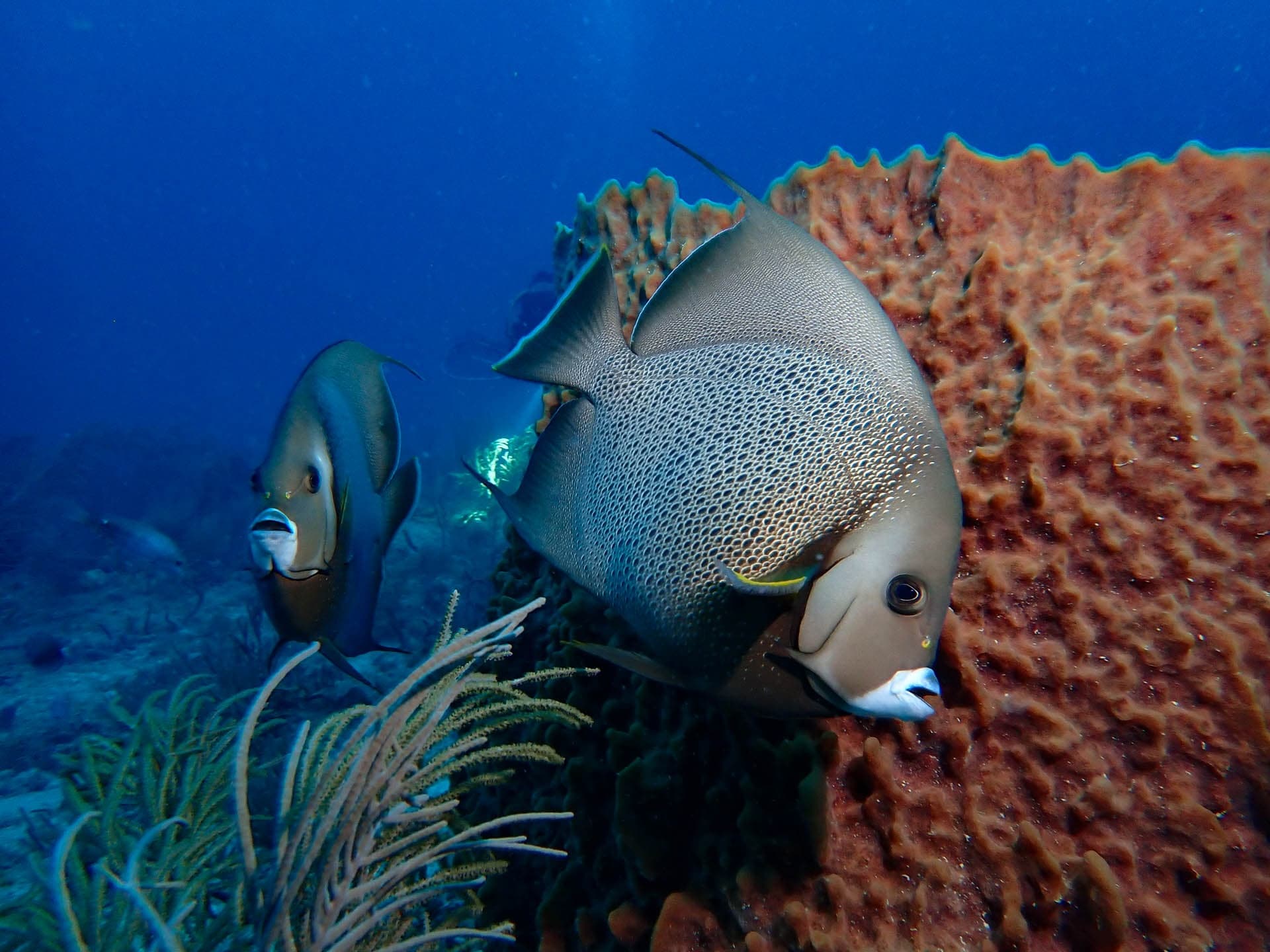 Angelfish swimming by coral reef in clear tropical ocean