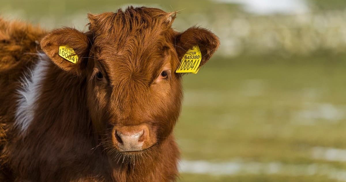 Family-Friendly Farm Tour with Errichel & Thyme in Aberfeldy
