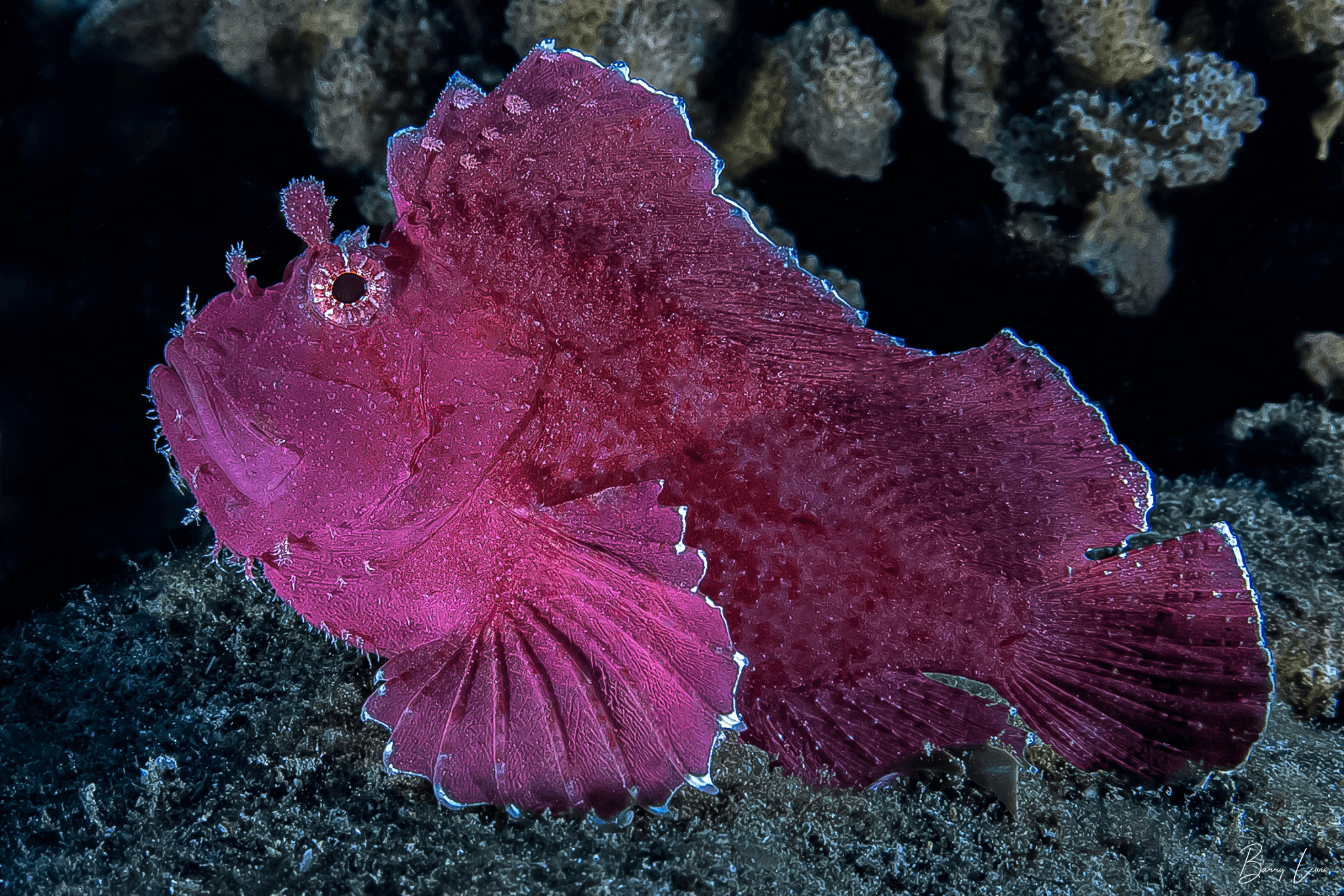 Night Diving Adventure at 4 Divers with Barry