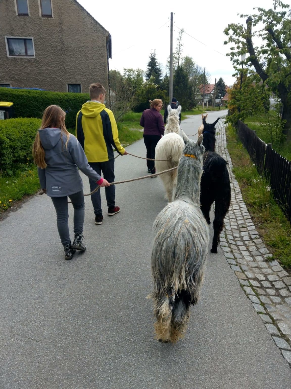 Slow Steps with Llamas: Alpaka- und Lamawanderung Gruppentour in Oberlausitz