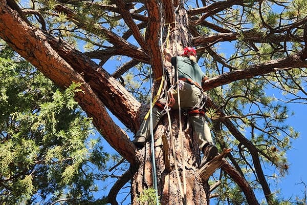 Into the Canopy: Climb the Mother Tree at Santa Fe Treehouse Camp