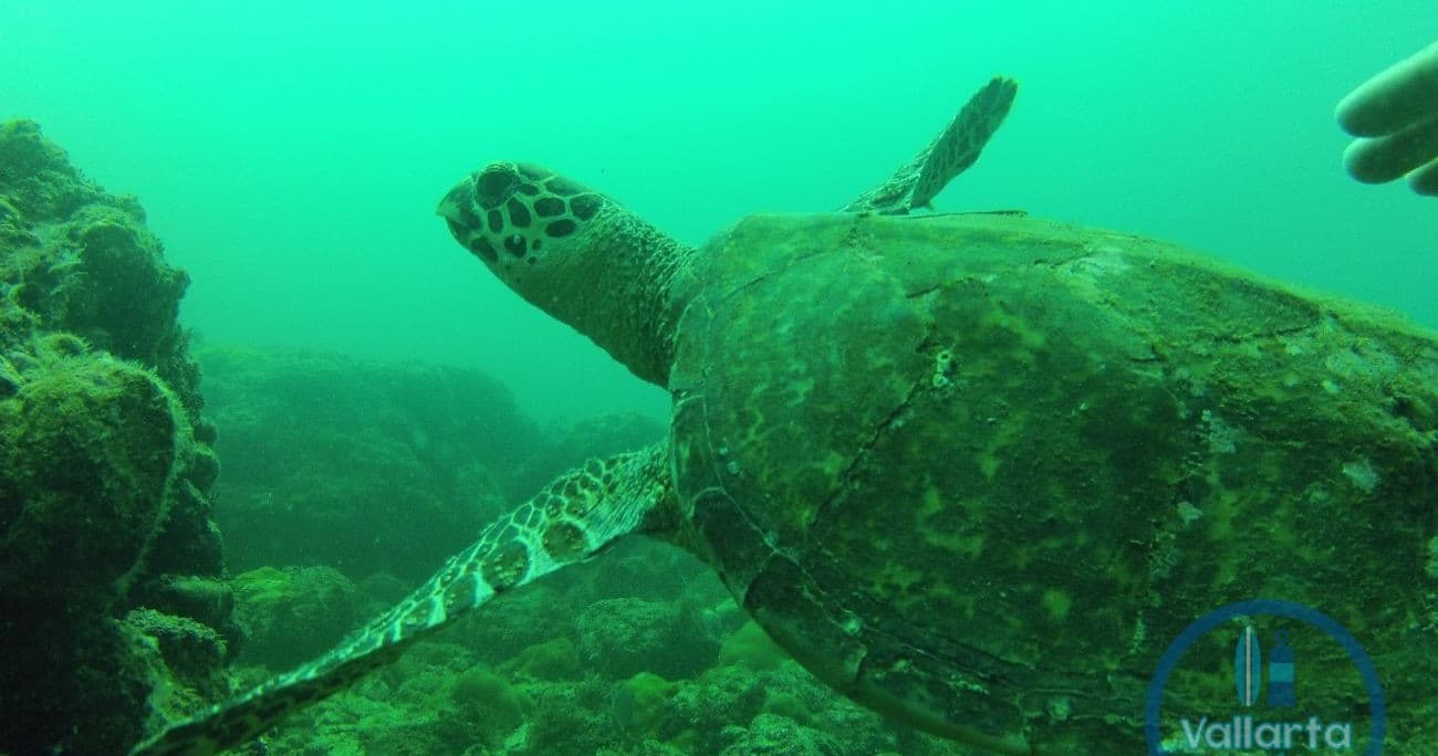 Sea turtle swimming over rocky ocean floor near reef