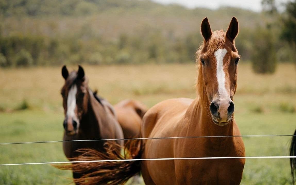 Chestnut horses standing in grassy paddock near river valley