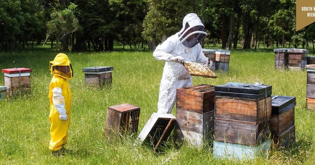 Hands-On Beekeeper Experience at Greytown Honey, Tauwharenīkau