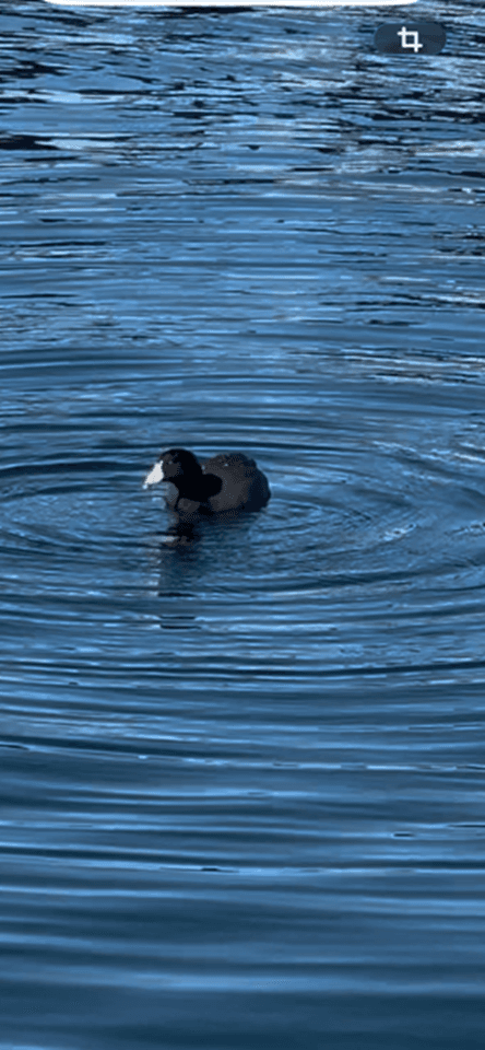 Hoover Dam Raft Tour: Black Canyon Bird Photography from River Level photo 2
