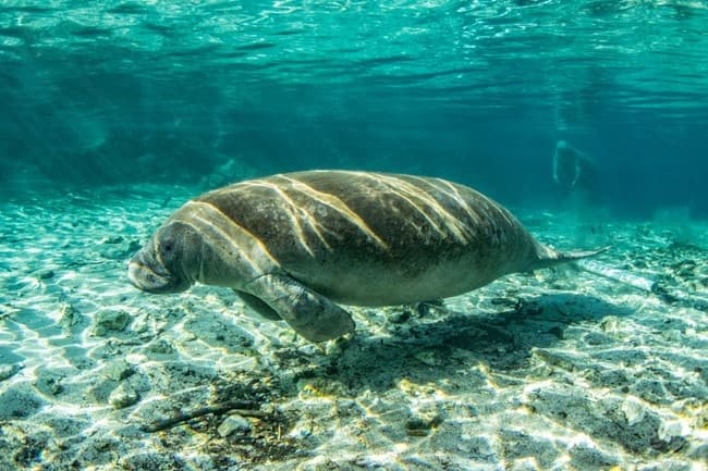 Snorkel Adventures at Blue Spring | Florida Dive Company