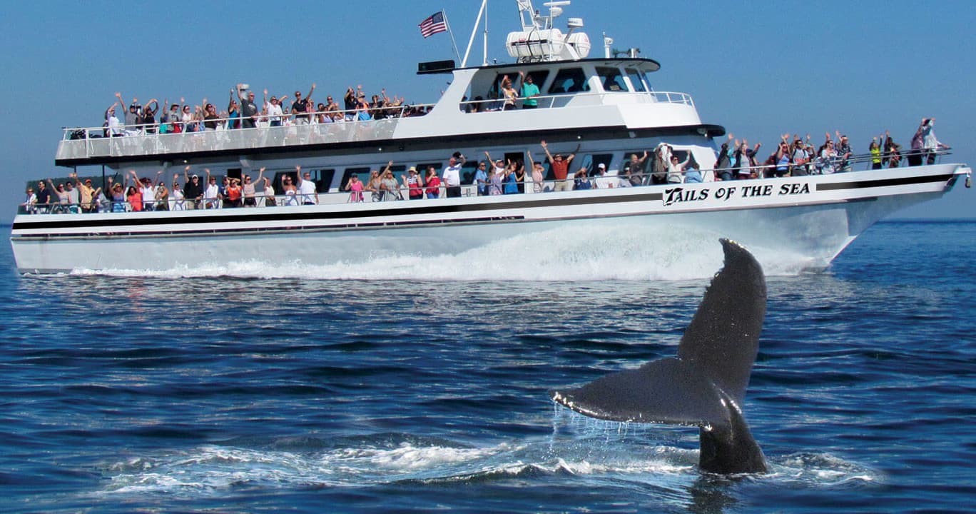 Whale Watch Plymouth: An Unforgettable Four-Hour Adventure in Cape Cod Bay