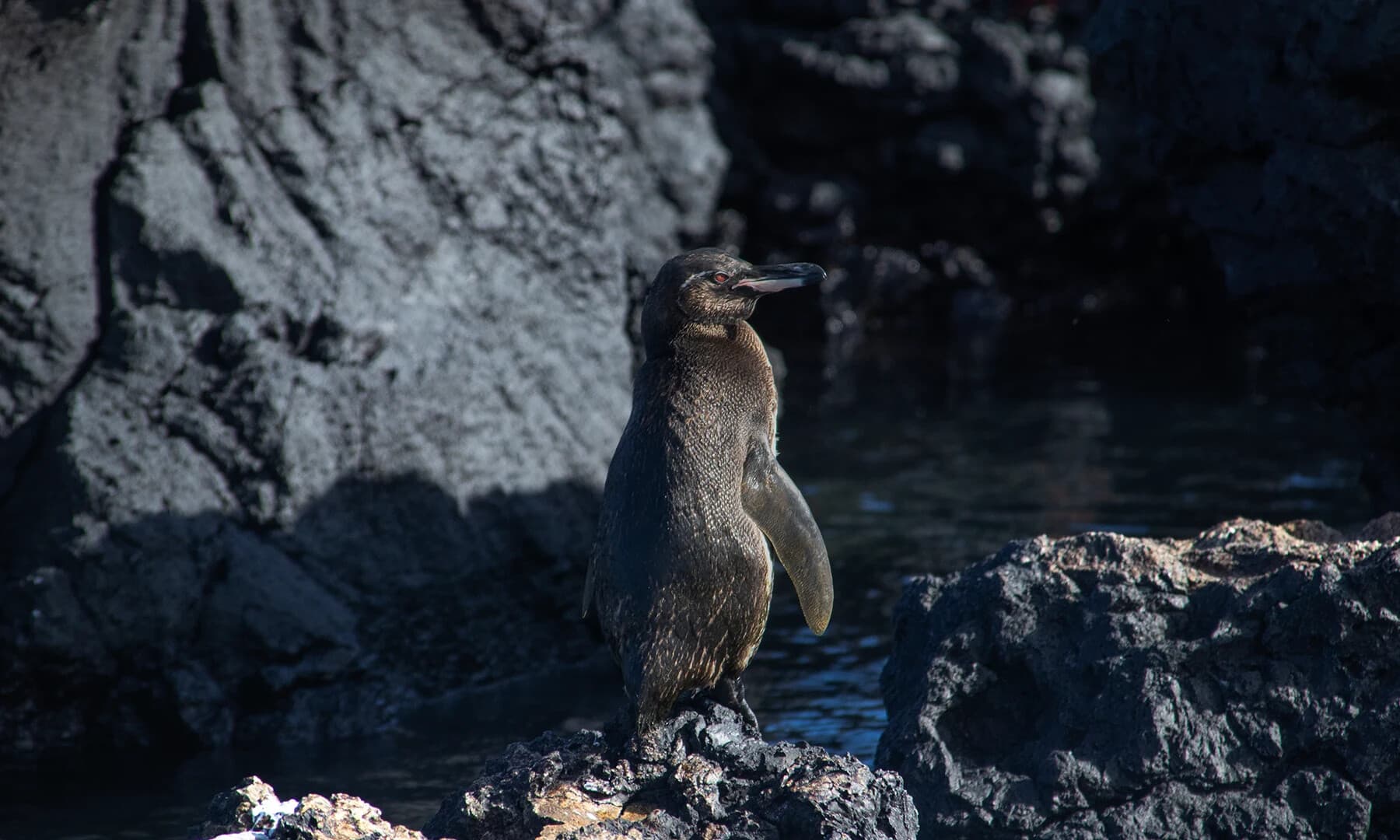 Isabela Island Day Trip: Sail, Snorkel & Giant Tortoises on the Galapagos Element Wind