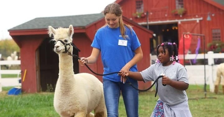 Overnight Alpaca Experience at Heritage Farm in Flora, Indiana