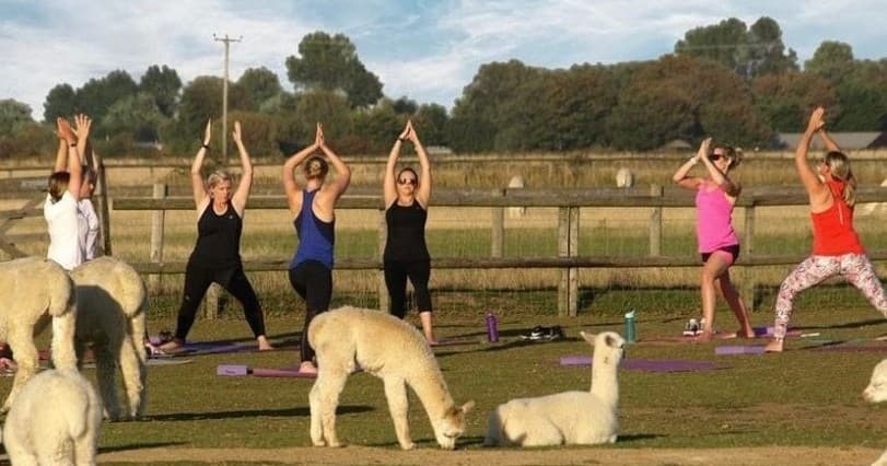 Alpaca Yoga in Bend: 60-Minute Farm Yoga with Flying Dutchman Alpacas