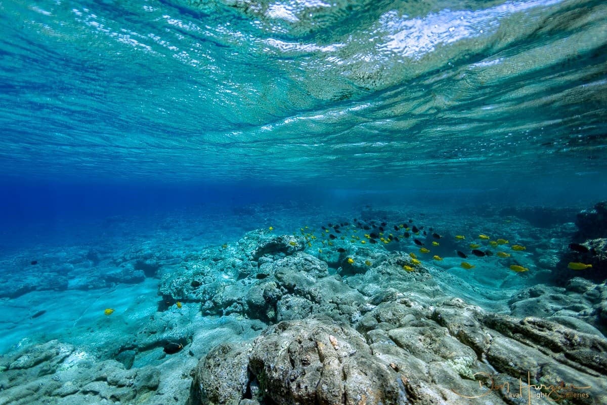 Kohala Coast Premium Two-Reef Snorkel and Dolphin Viewing — Kawaihae Small-Group Adventure photo 3
