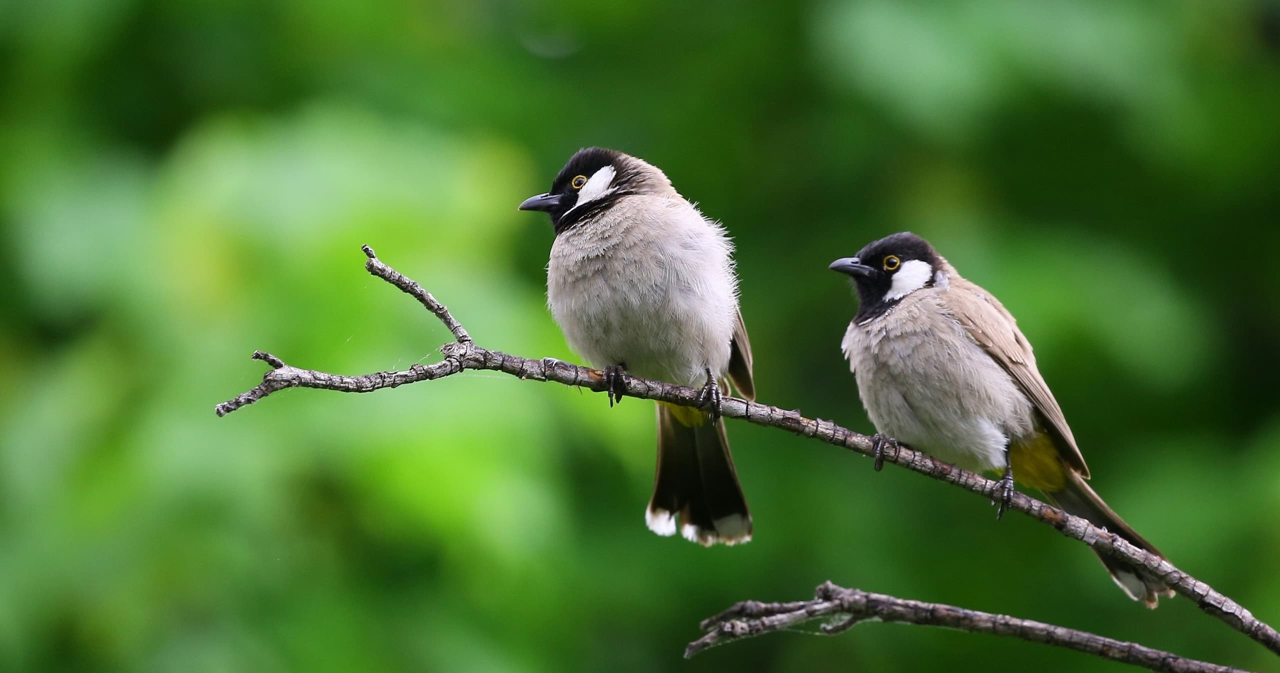 Pair of passerine birds perched on branch in lush green forest