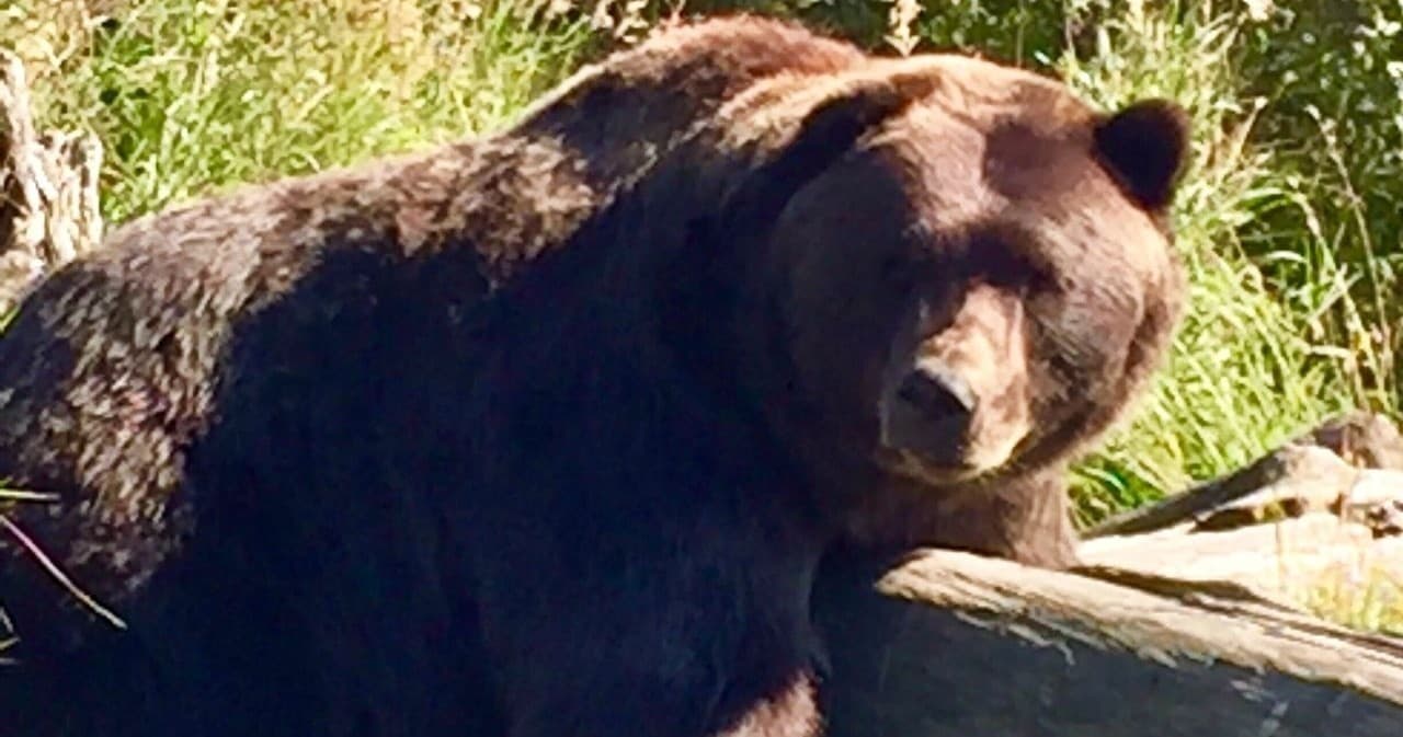 Bears & Beers: Alaska Bear Viewing, Glacier Cruises & Girdwood Brews