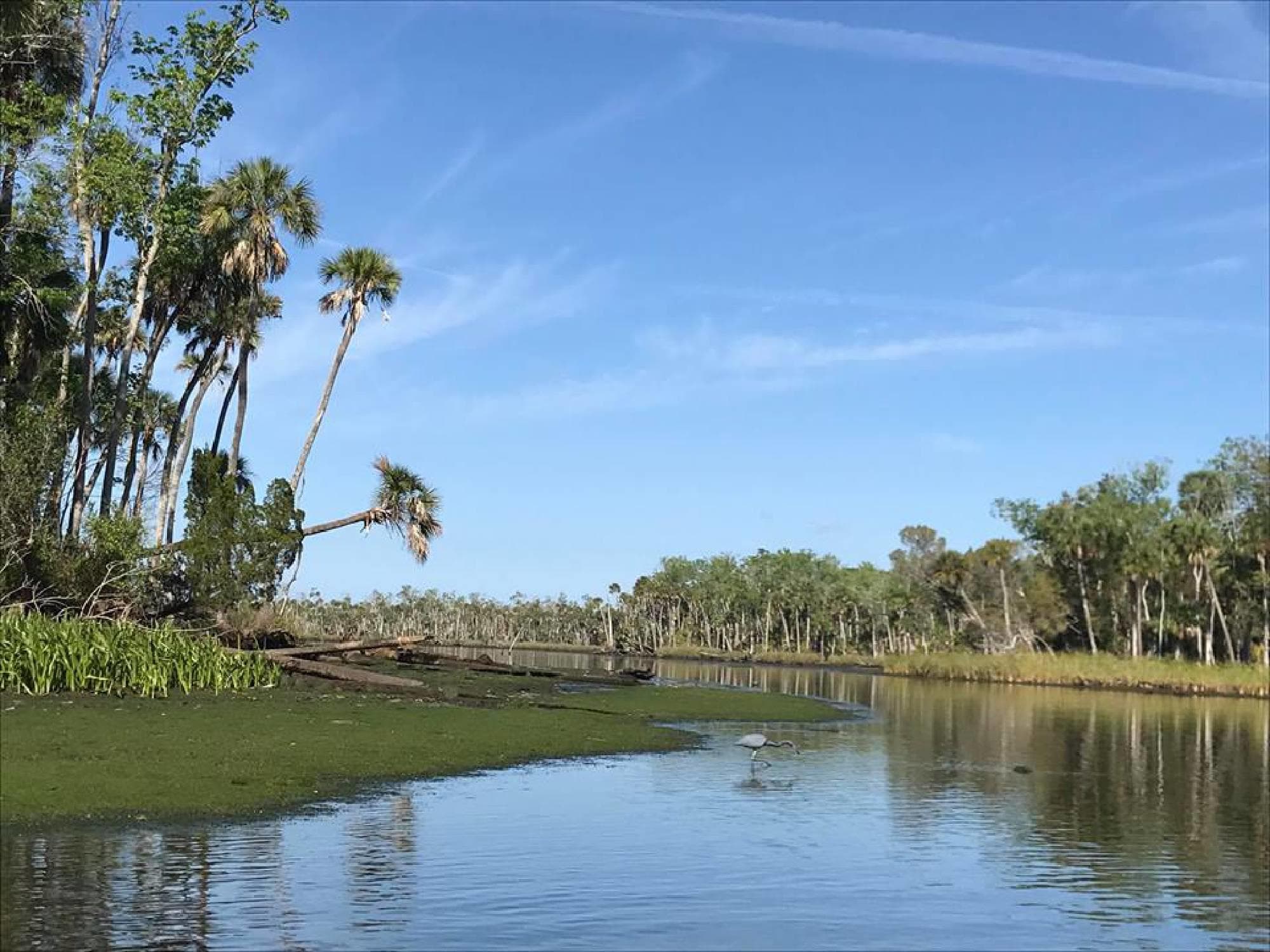 Gulf Hammock Swamp Adventure: Primitive Kayaking Through Florida’s Untouched Cypress Forest