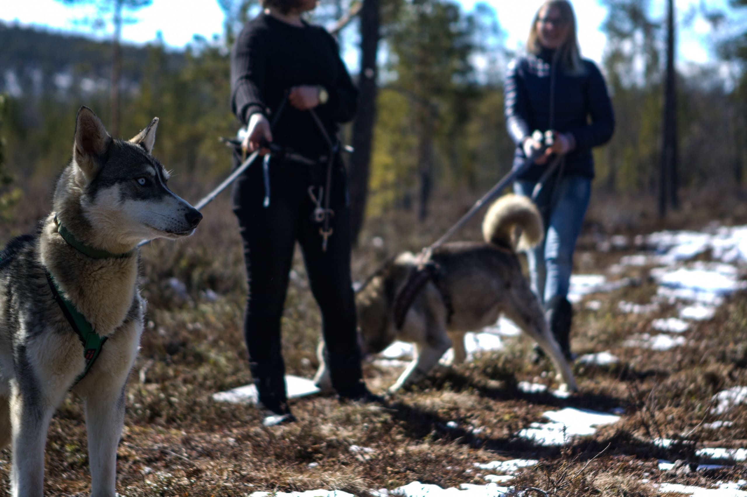 Husky Hiking Adventure at Wilderness Hotel - Inari