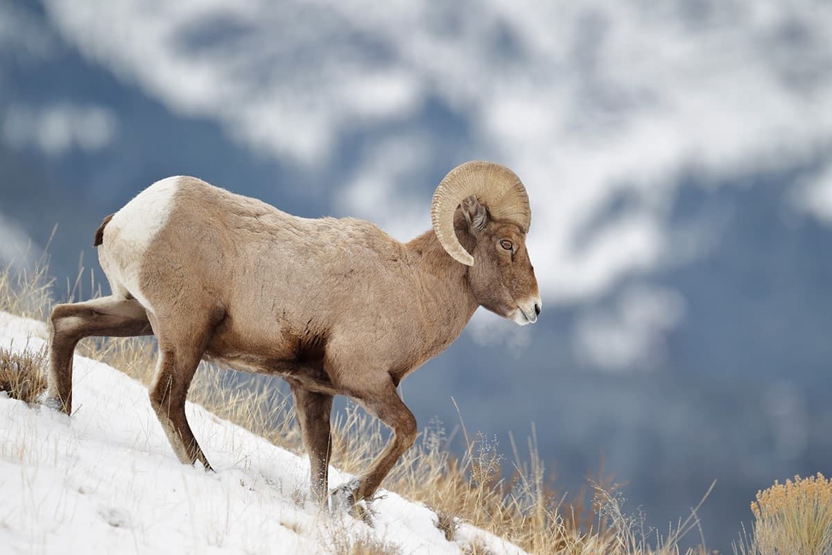 Winter Adventures with Hole Hiking in Jackson Hole