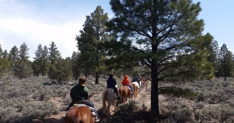 Grand Canyon Trail Rides fleet
