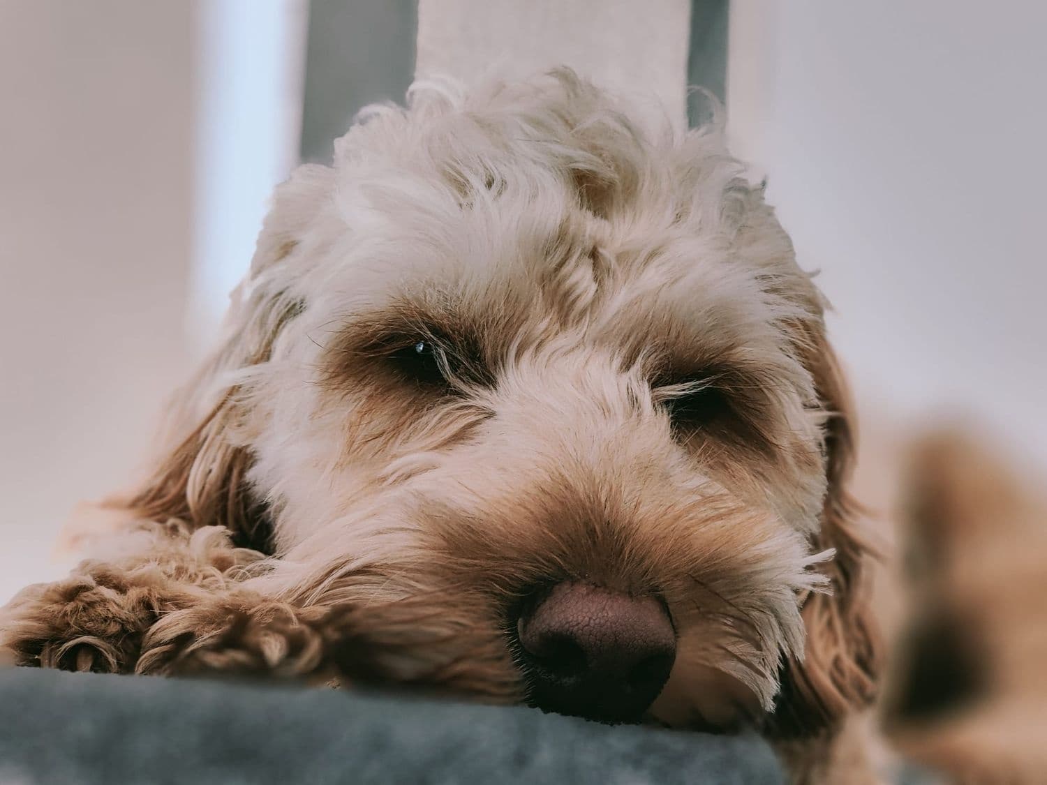 Dog Boarding Service in Durham by Poppy's Perfect Pups