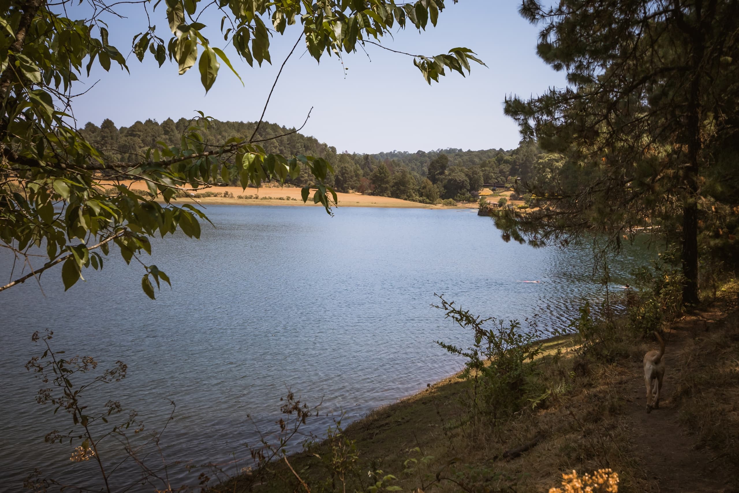 Hikers beside serene mountain lake framed by forest shoreline