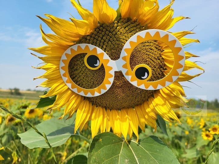 Land Adventures at Riverbend Trading Post: Sunflower U-Pick Experience