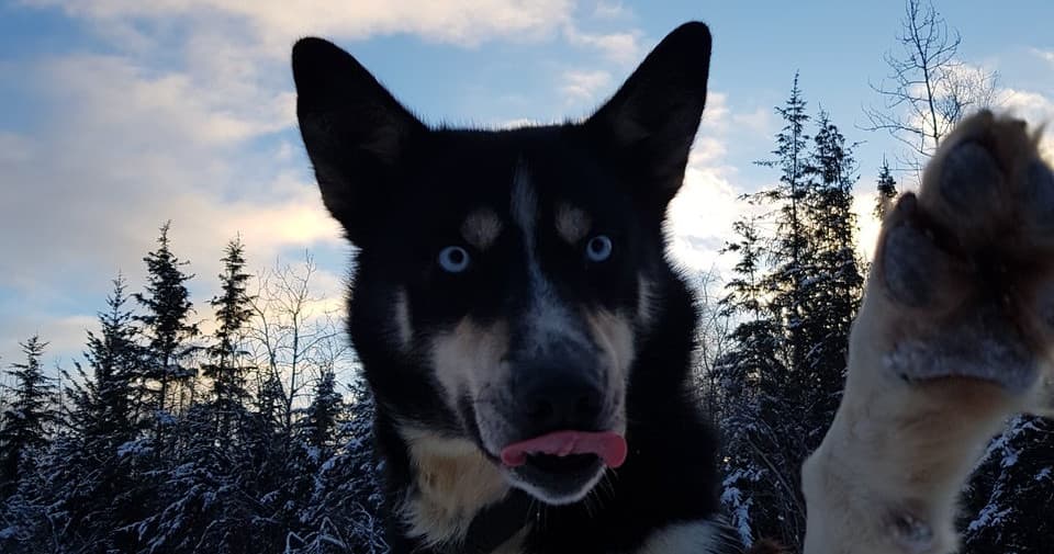 Close-up husky with blue eyes in snowy northern forest