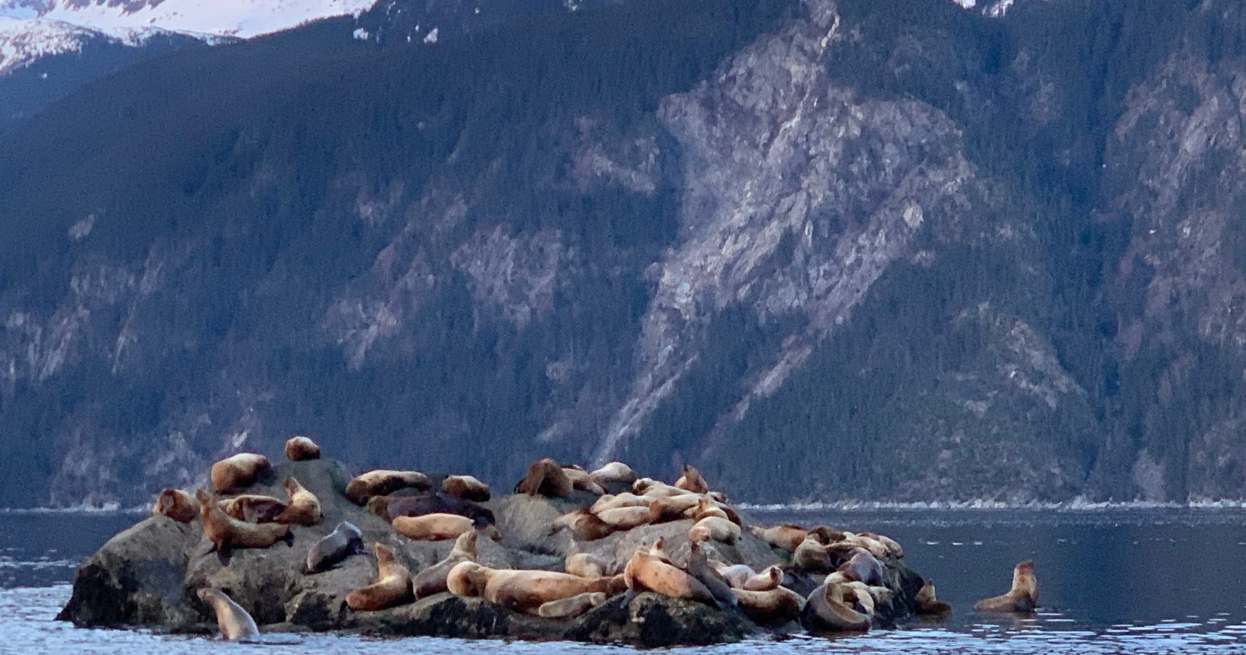Waterfall & Wildlife Tour by Alaska Waterfalls in Skagway