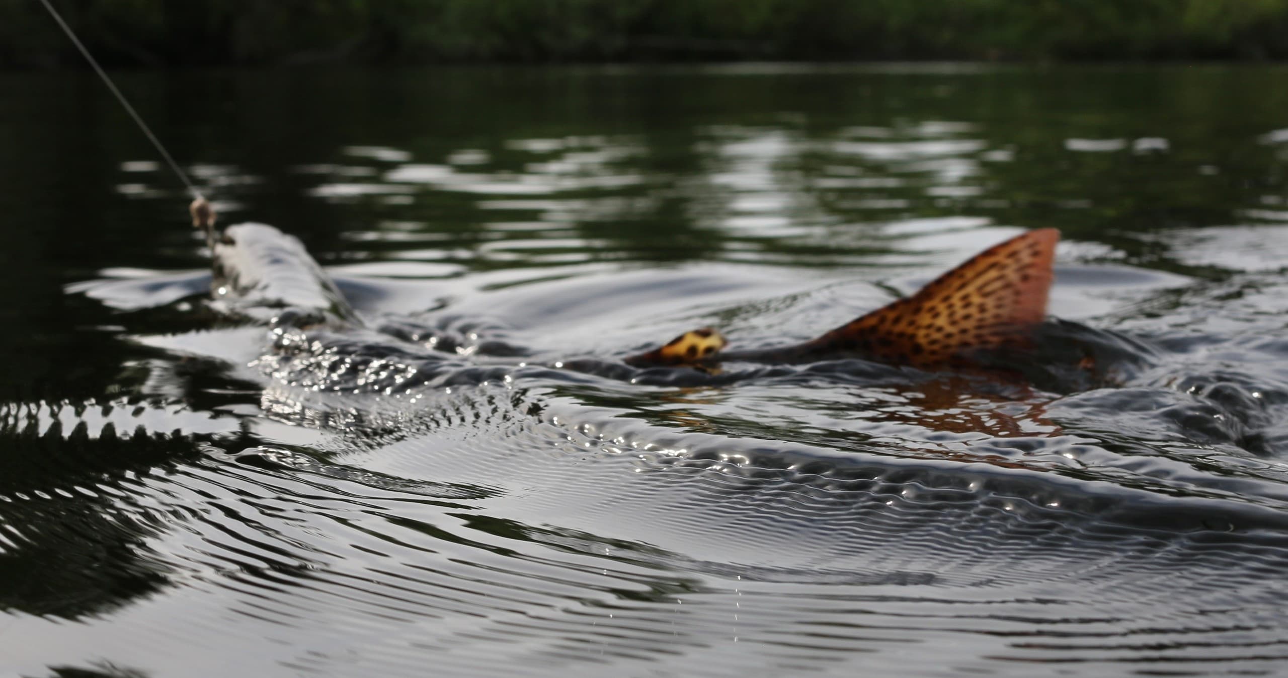 Fly Fishing in Rainbow Alley with Northern BC Outfitters