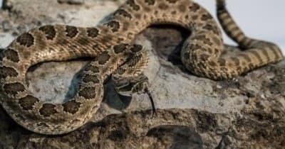 Rattlesnake camouflaged on rocky terrain in natural setting