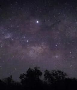 Star-filled Milky Way night sky over silhouetted trees
