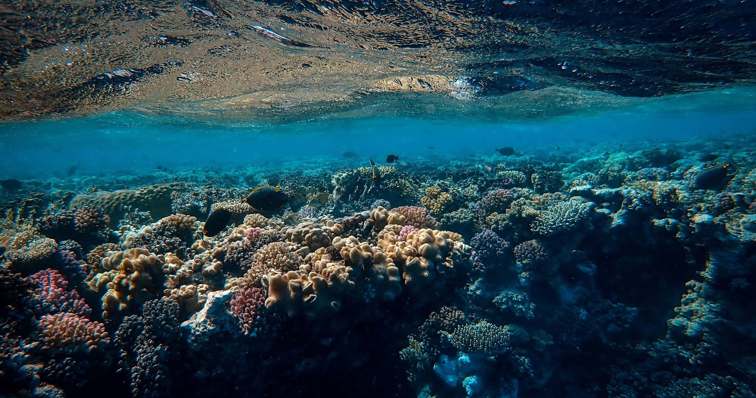 Snorkel in Ramrod Key, Florida