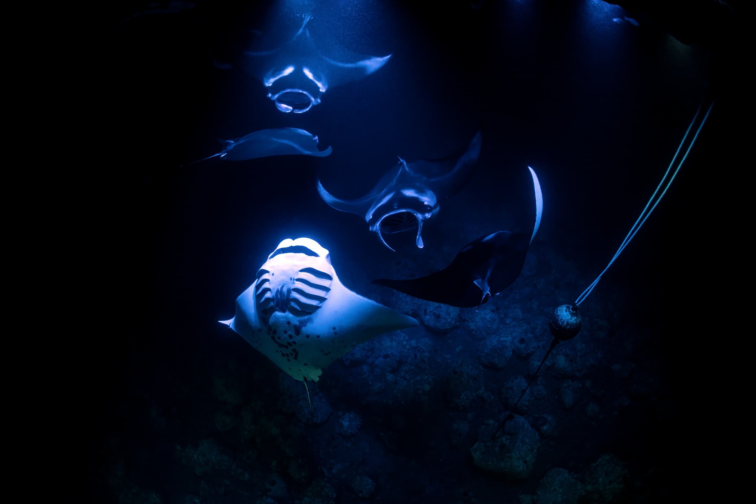 Sunset Manta Ray Snorkel Adventure in Kona, Hawaii