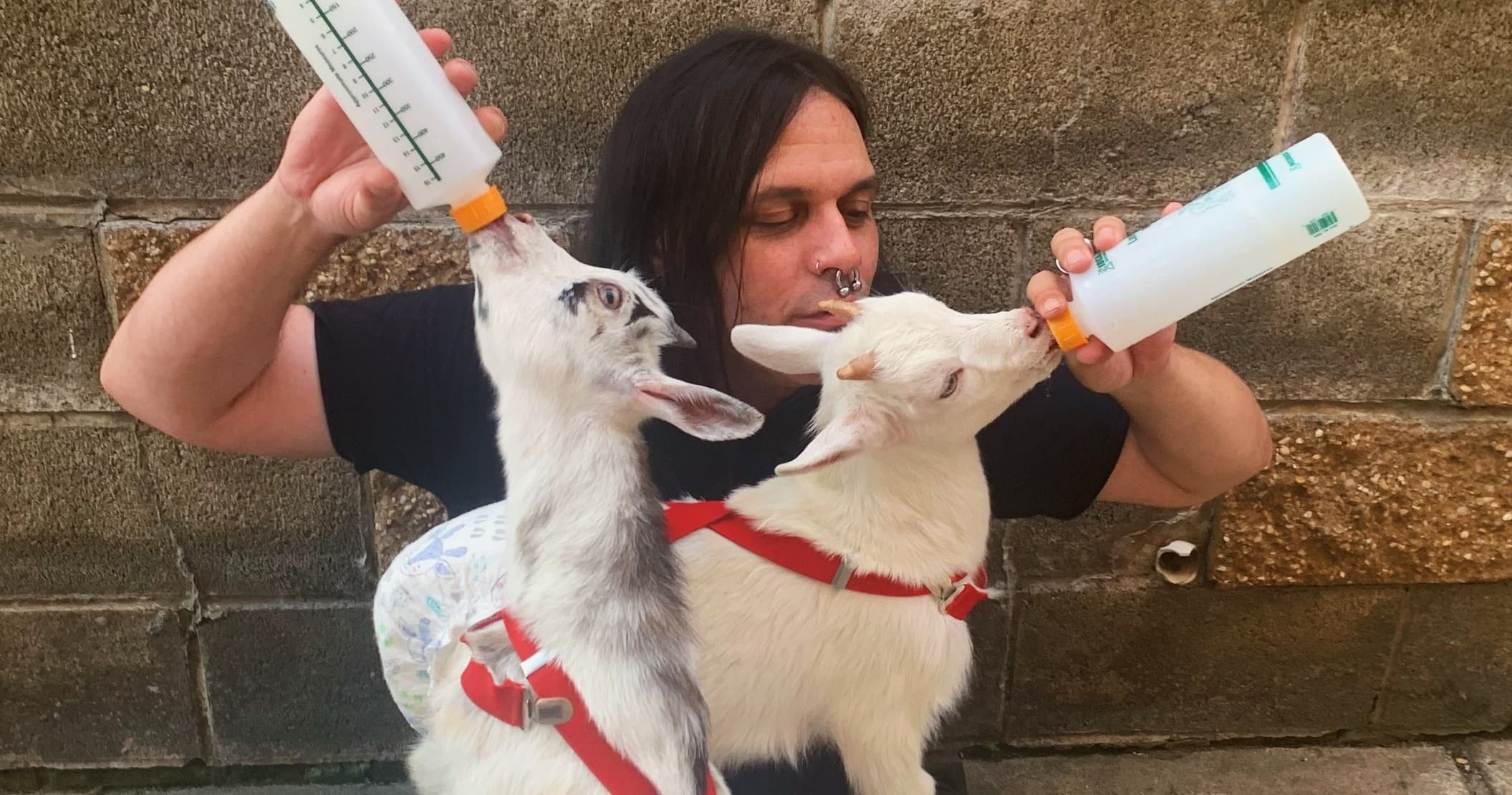 Feeding baby goats with bottles against farmhouse wall outdoors