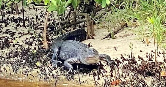 American alligator basking on mangrove shoreline near Siesta Key