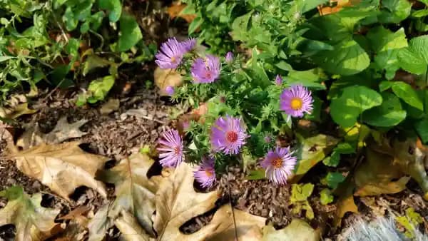 Late-Season Asters at Bowman's Hill: Identify, Plant, and Support Pollinators