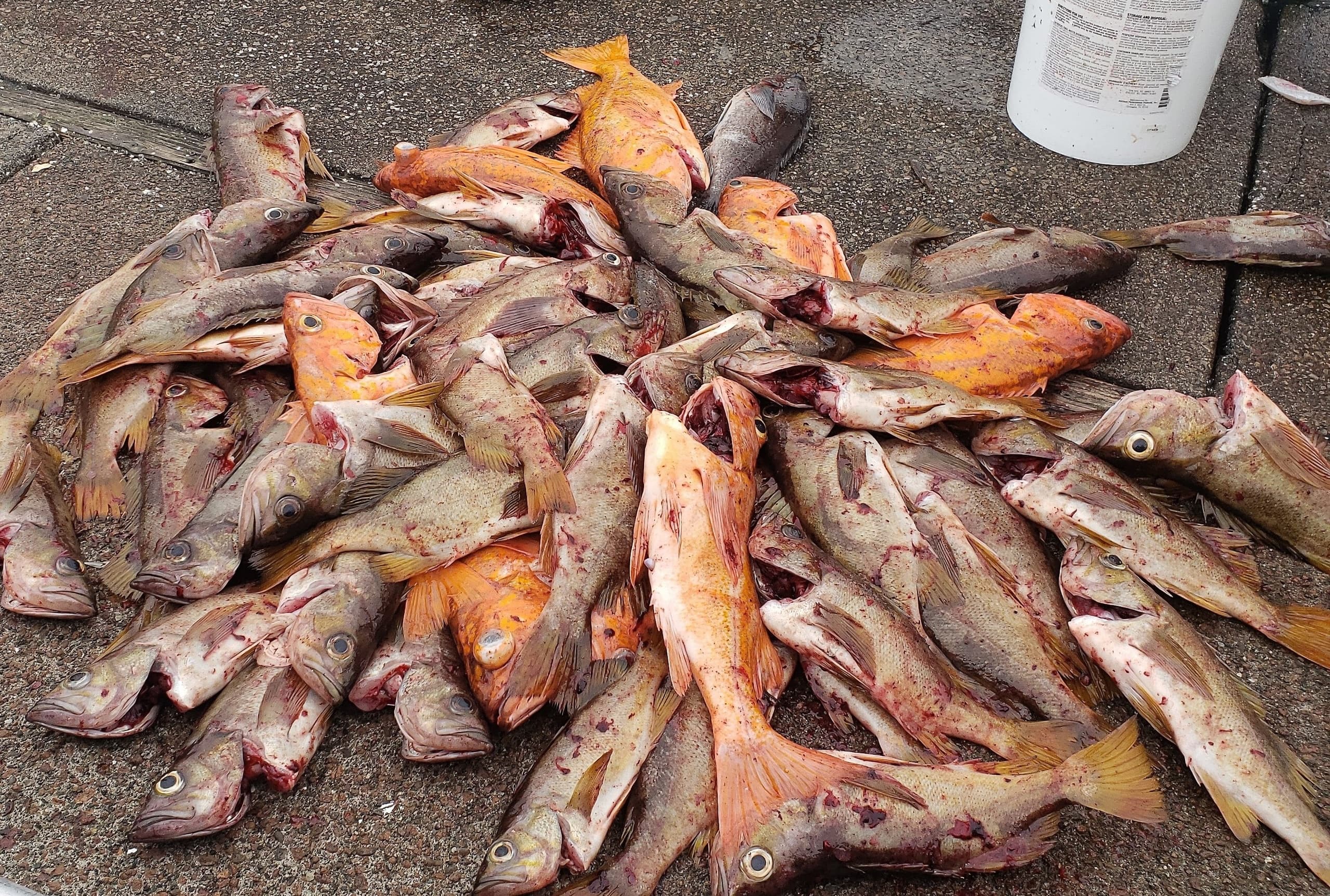 Rockfish Long Leader Fishing Adventure in Myrtle Creek, OR