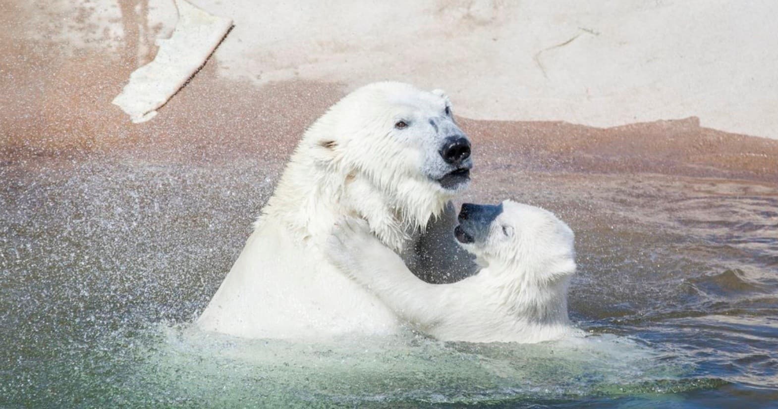 Wildlife Viewing & Arctic Adventure at Ranua Wildlife Park