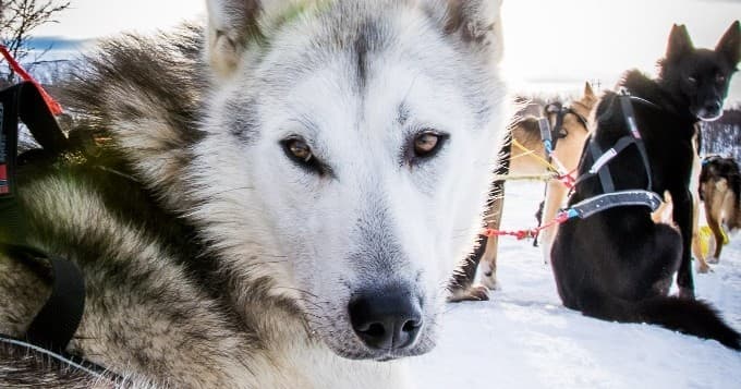 Winter Wildlife & Dog Sledding in Kiruna with Kiruna Sleddog Tours