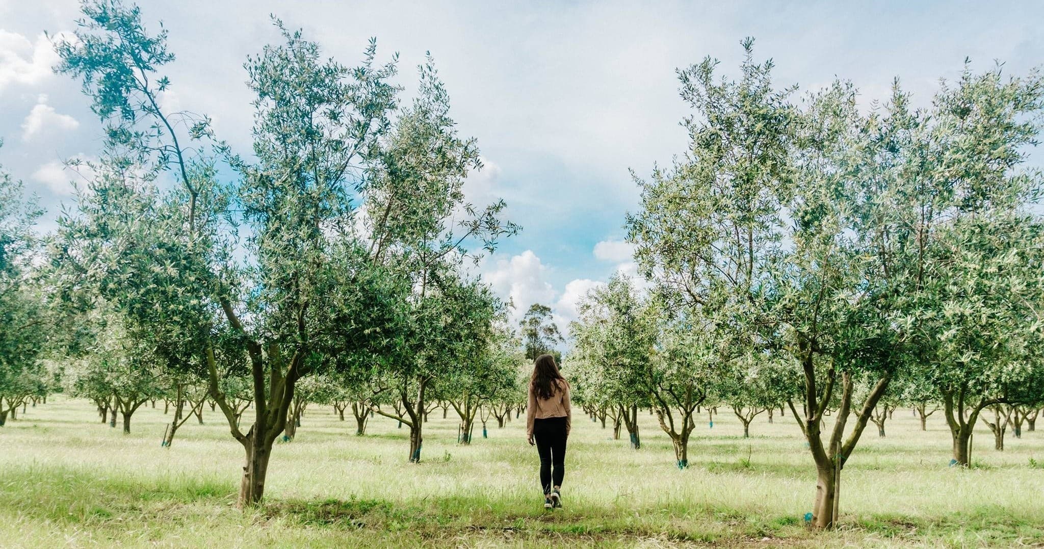 Land Adventures: Olive Grove & Oil Press Tour in Portugal